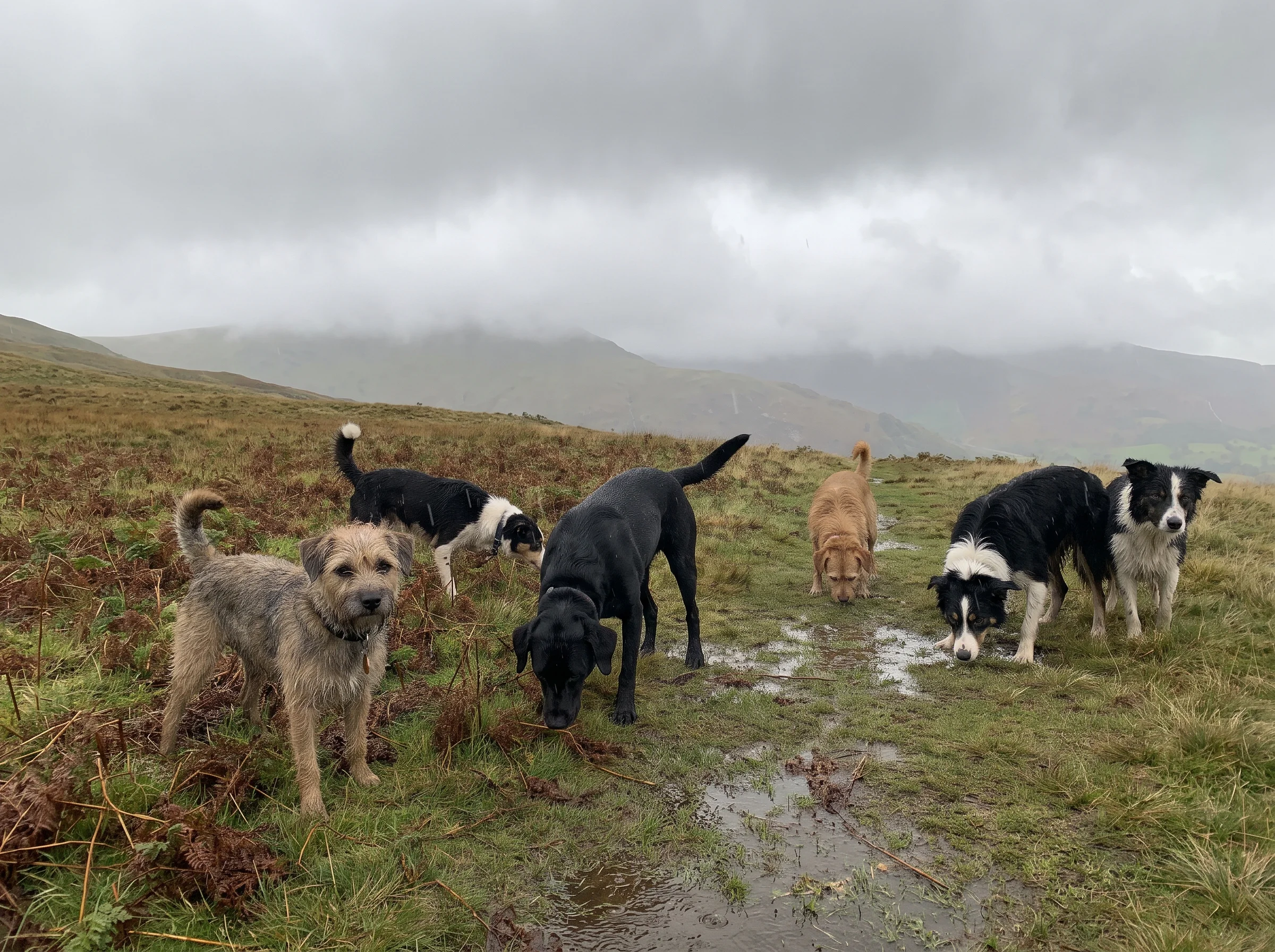 Six dogs of different sizes spread out across a wet open fellside under grey cloud