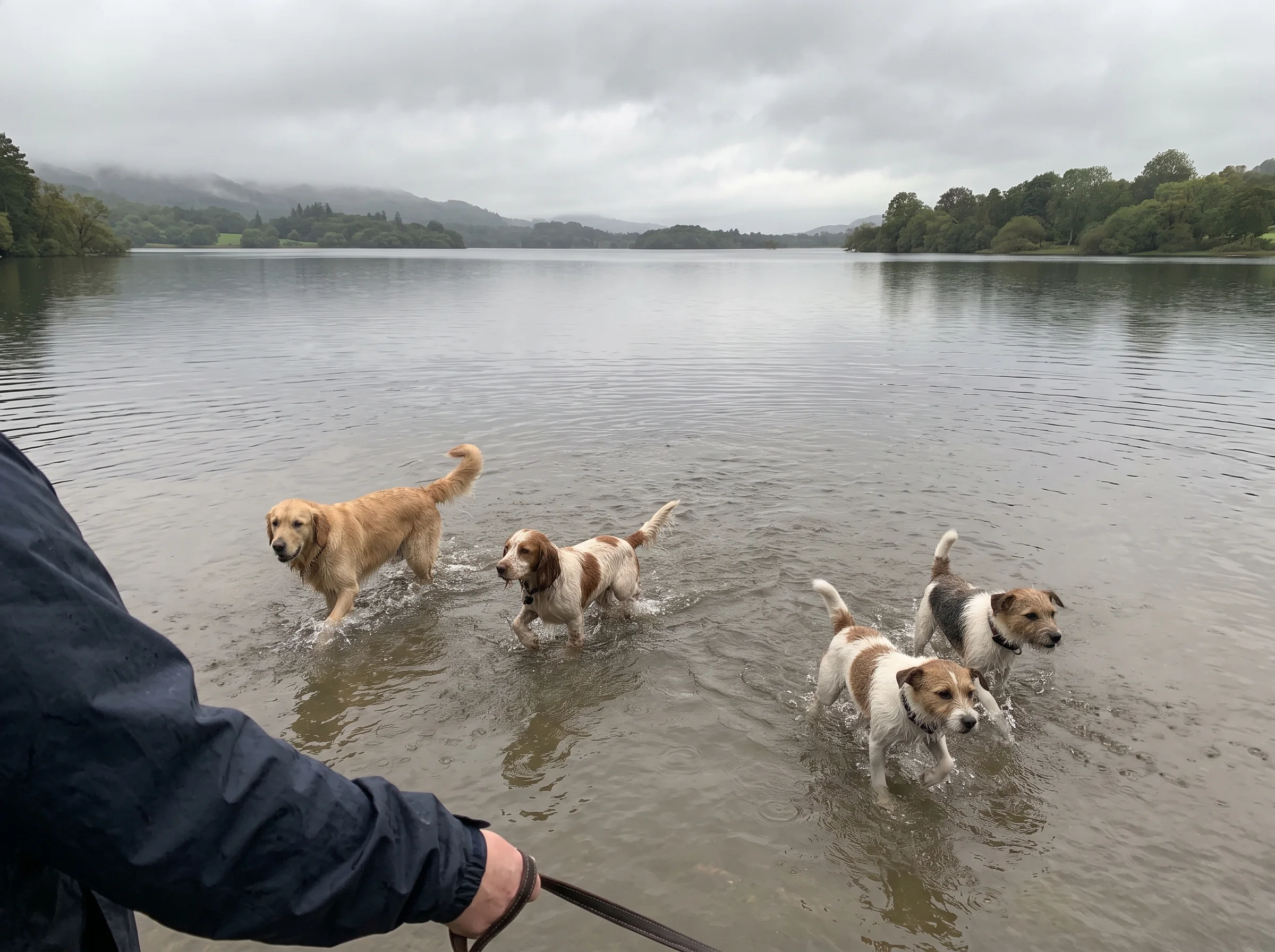 A group of dogs wading in the shallows of a grey lake, one shaking off, with a wooded fell on the far shore