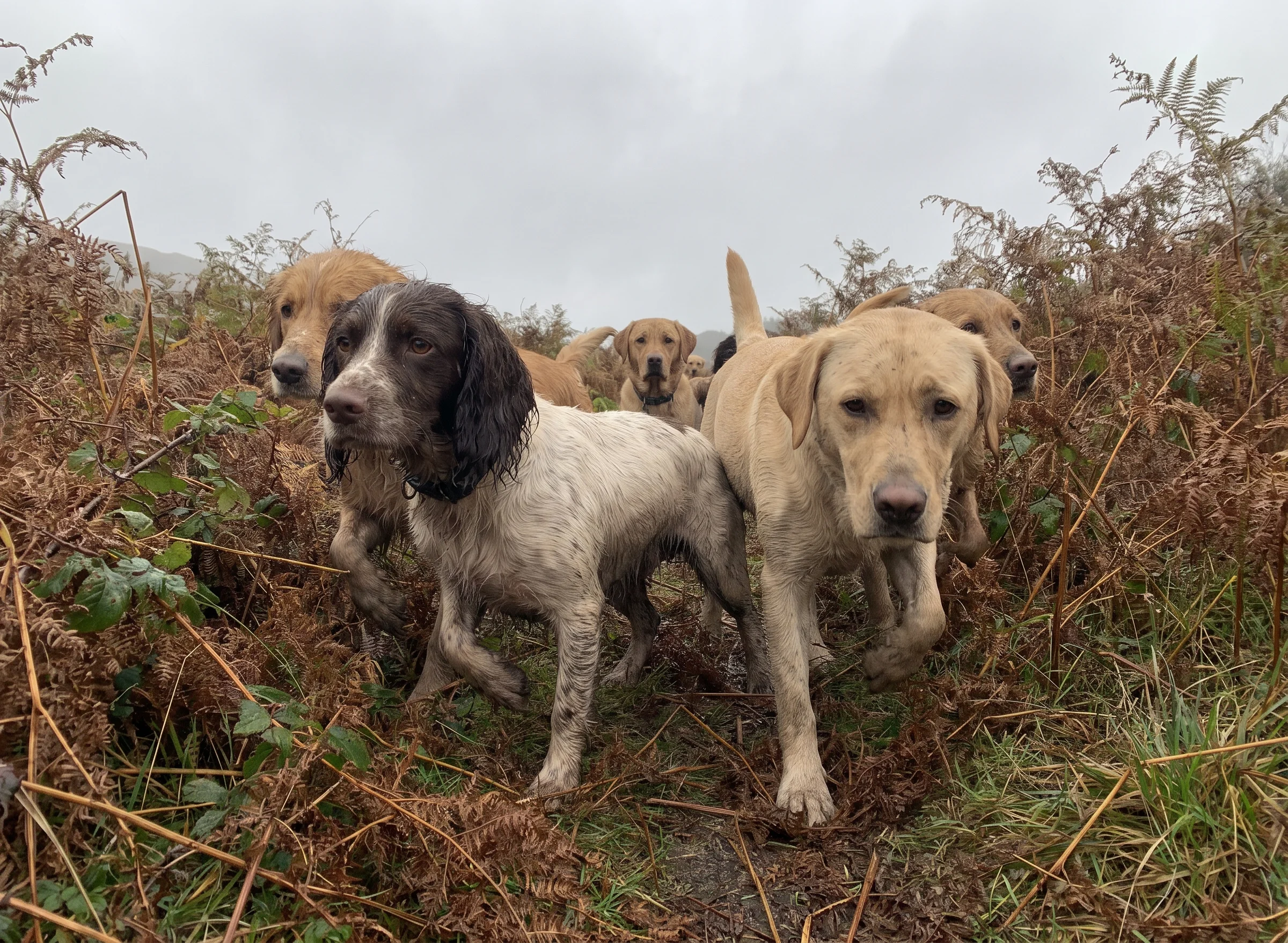 Muddy dogs pushing through tall wet bracken, photographed at their own height