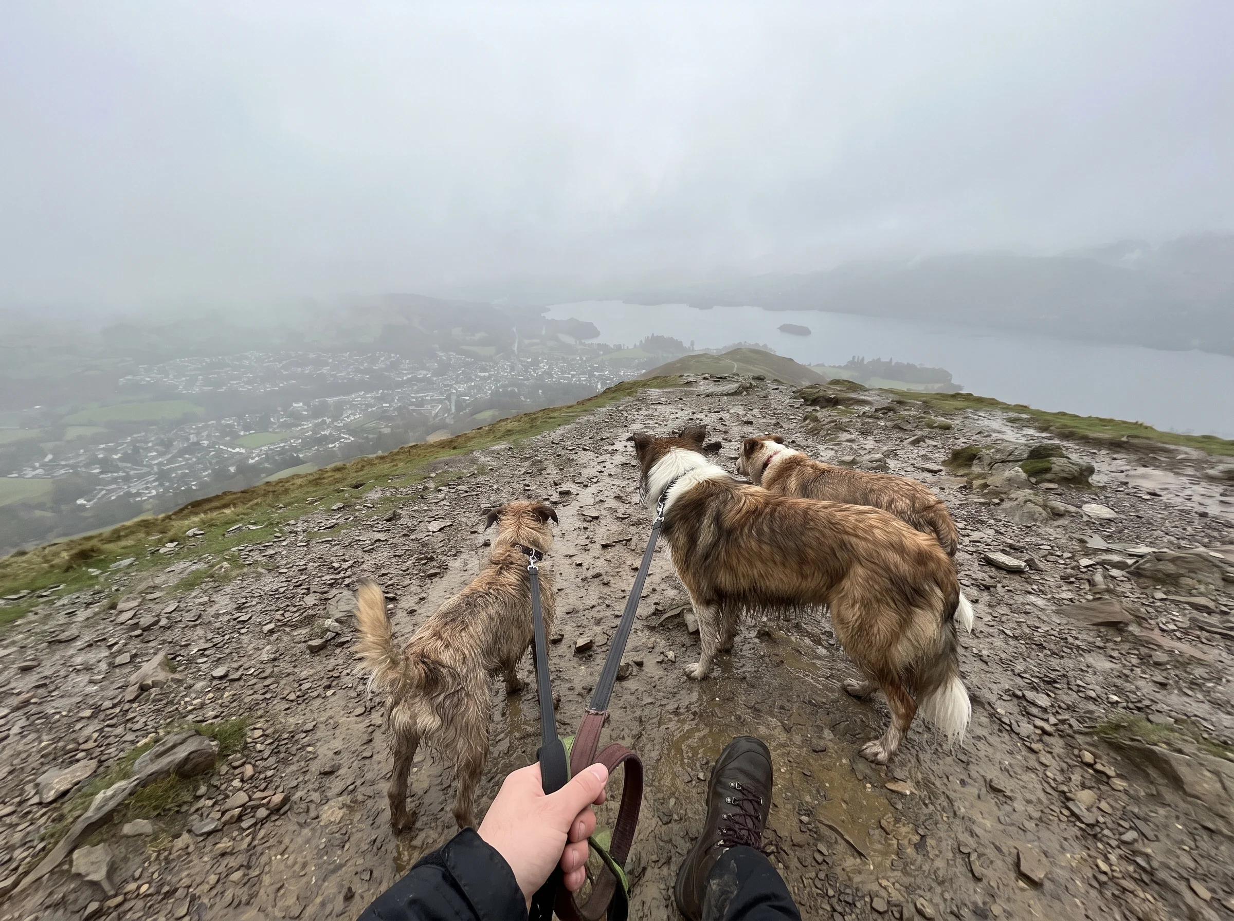 Dogs strung out along a grassy summit path with a town and grey lake far below