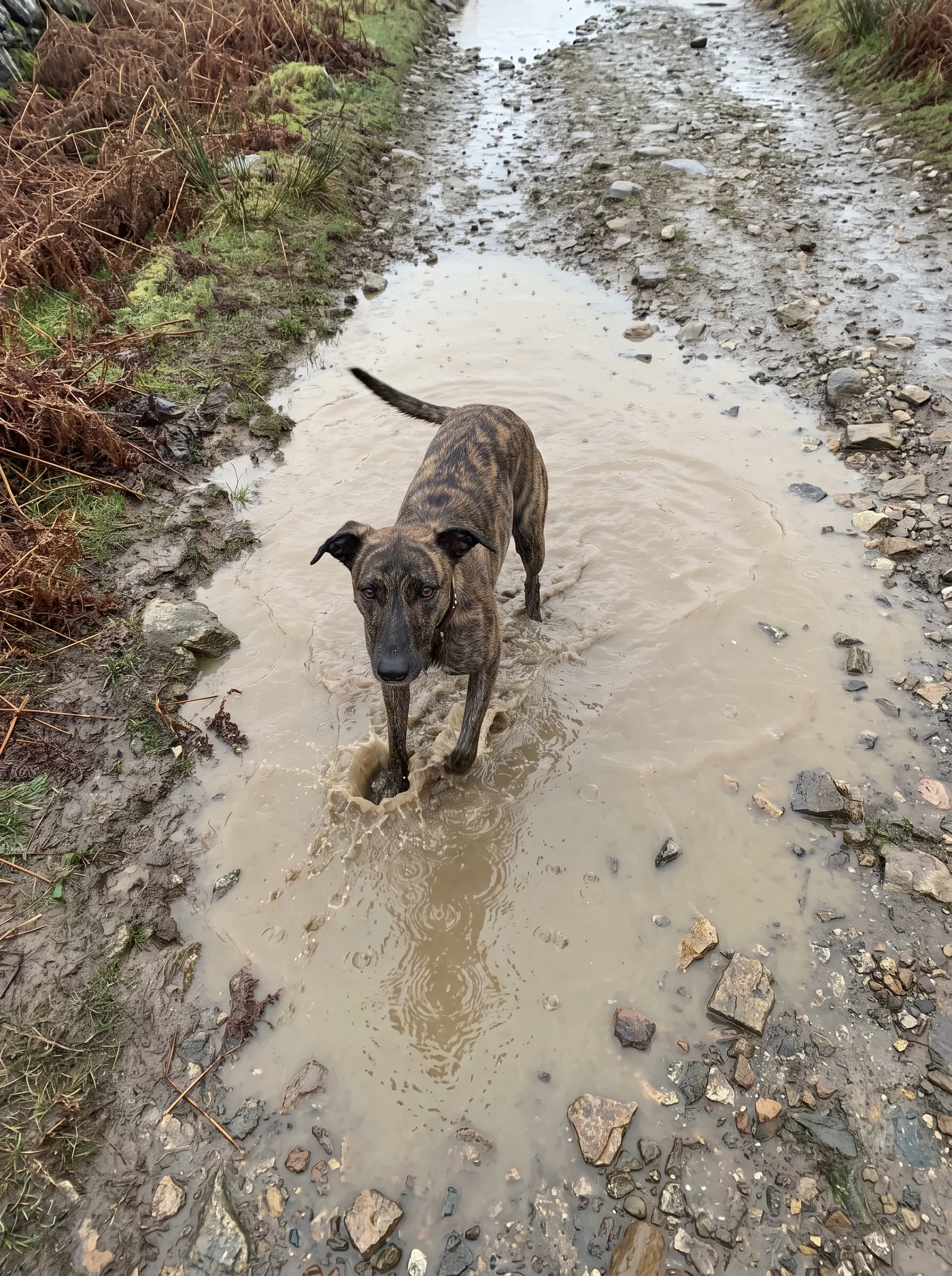 A brindle dog standing belly-deep in a brown puddle on a rutted track