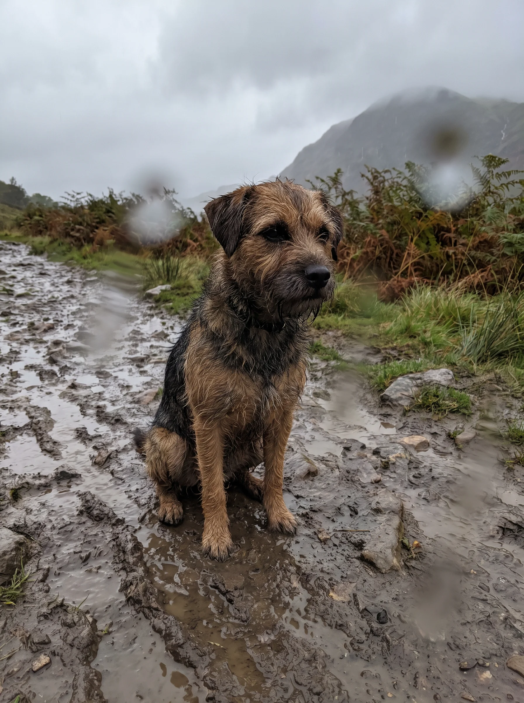 A wet scruffy dog sitting on a muddy path in drizzle, looking up at the camera