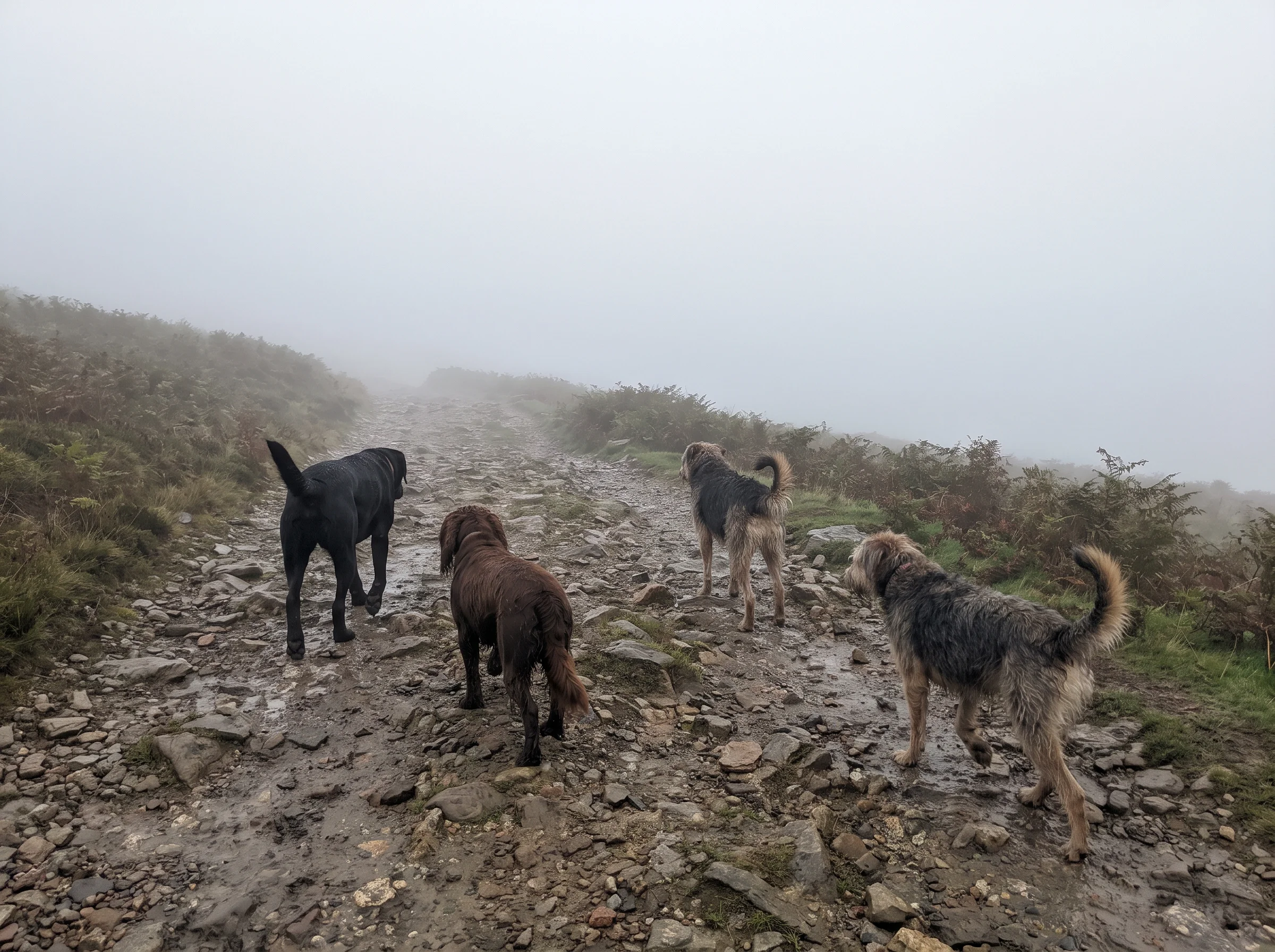 Four dogs on a wet stony track fading into thick grey cloud beside a drystone wall