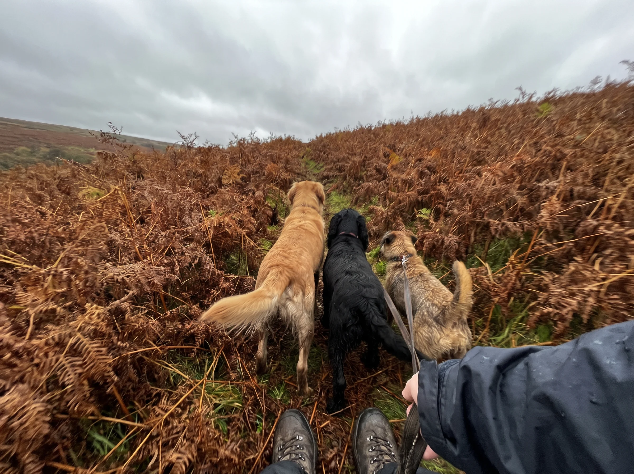 Three dogs pushing through chest-high autumn bracken on a steep slope, only heads and tails showing
