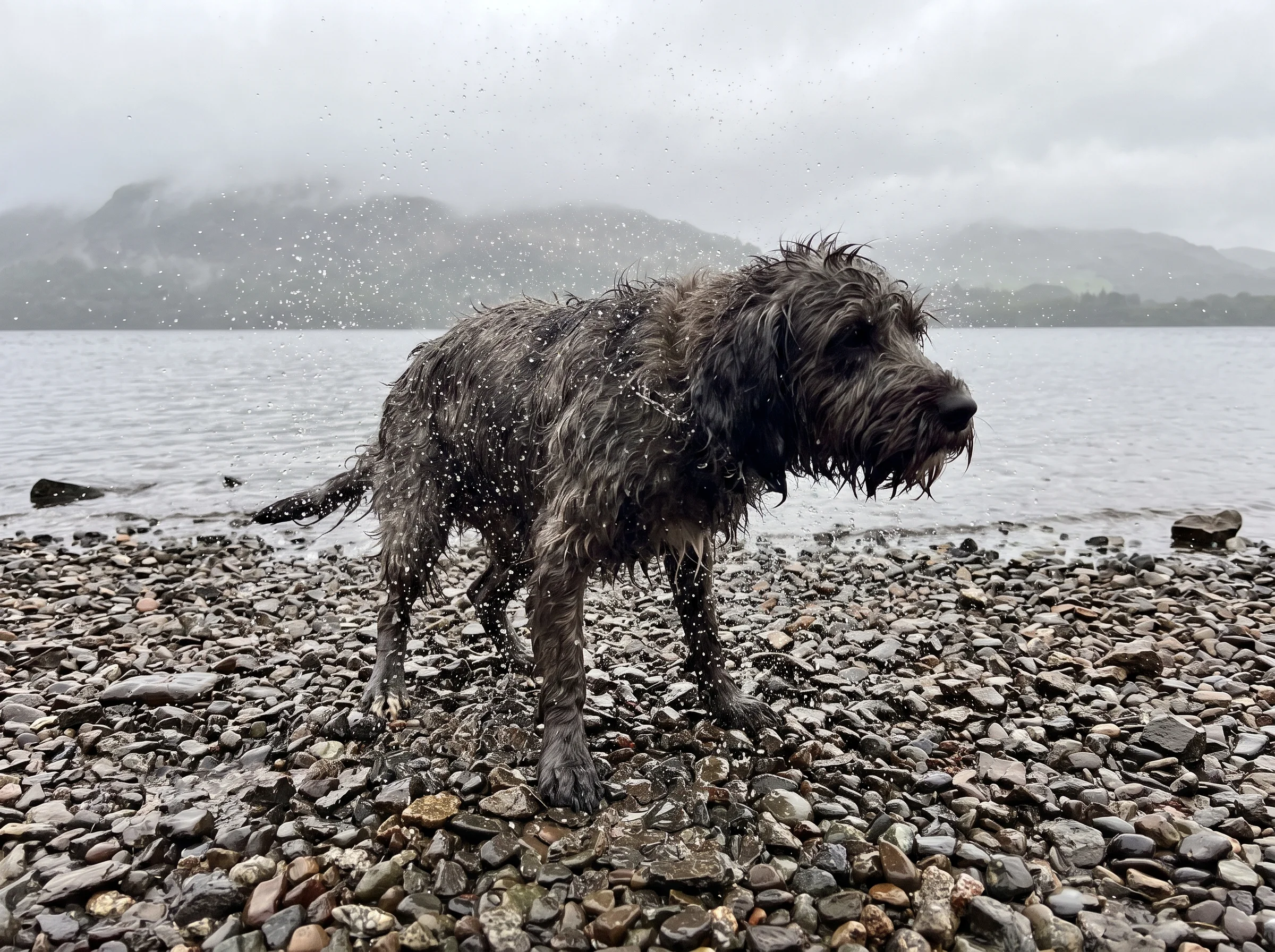 A soaked dog shaking water off its coat on a shingle shoreline beside a flat grey lake