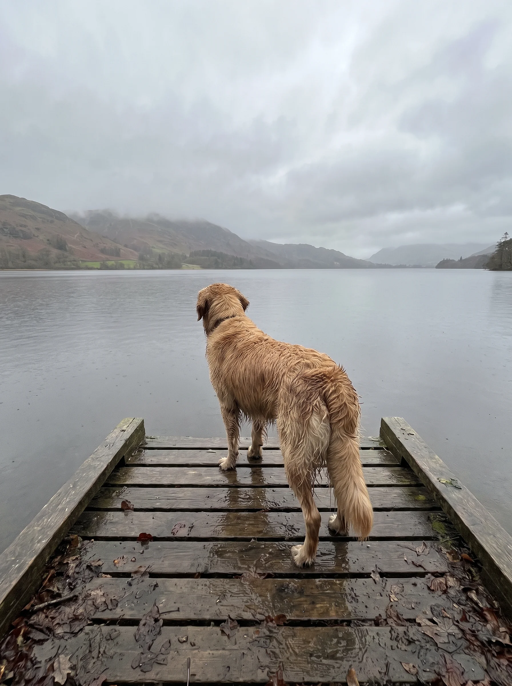 A wet dog standing at the end of a wooden landing stage looking across a flat grey lake