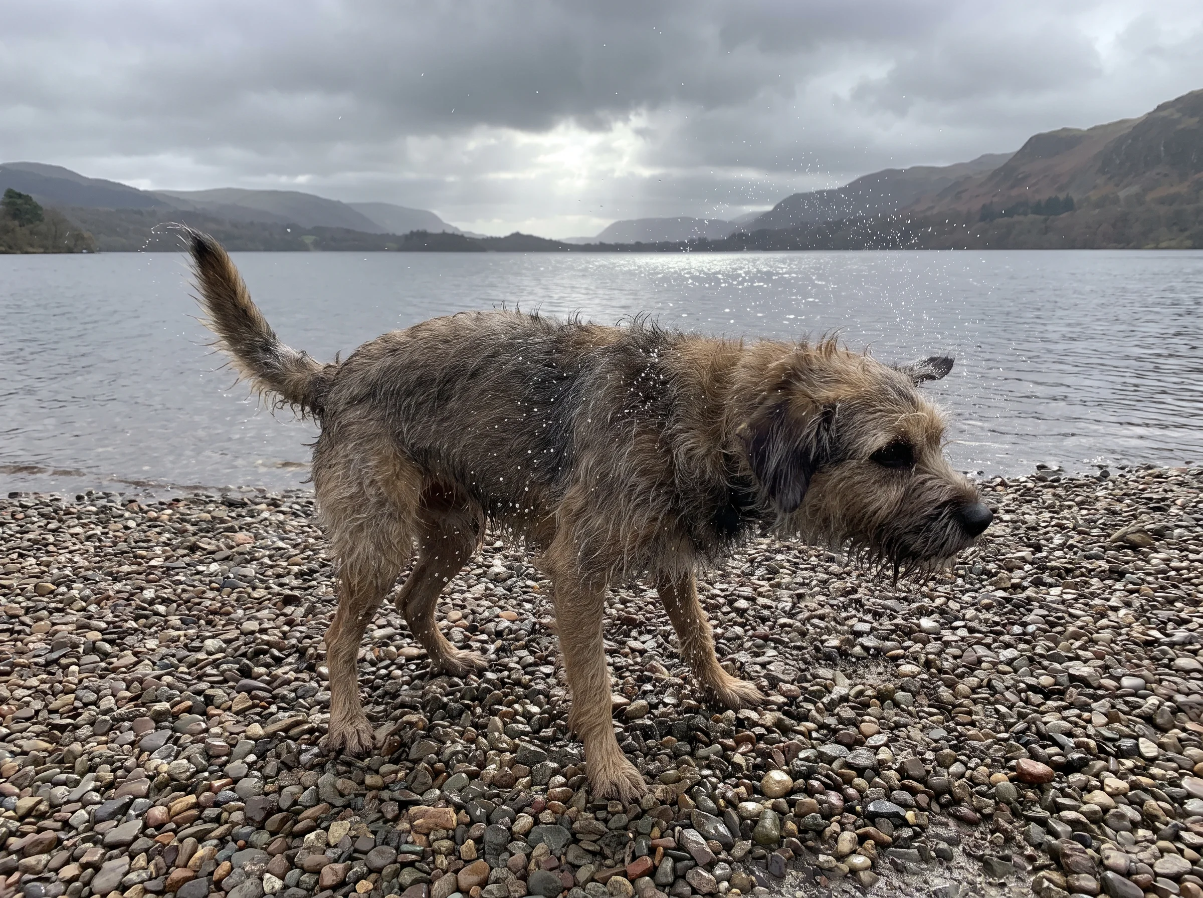 A shaggy grey dog shaking off on a pebble shoreline with a flat pewter lake and a silver break of light behind