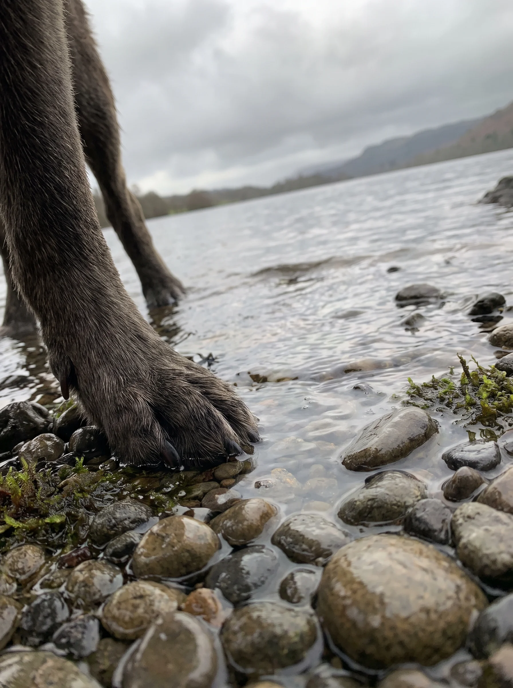Wet pebbles at a lake edge with shallow water lapping over them and a dog's paws standing in it