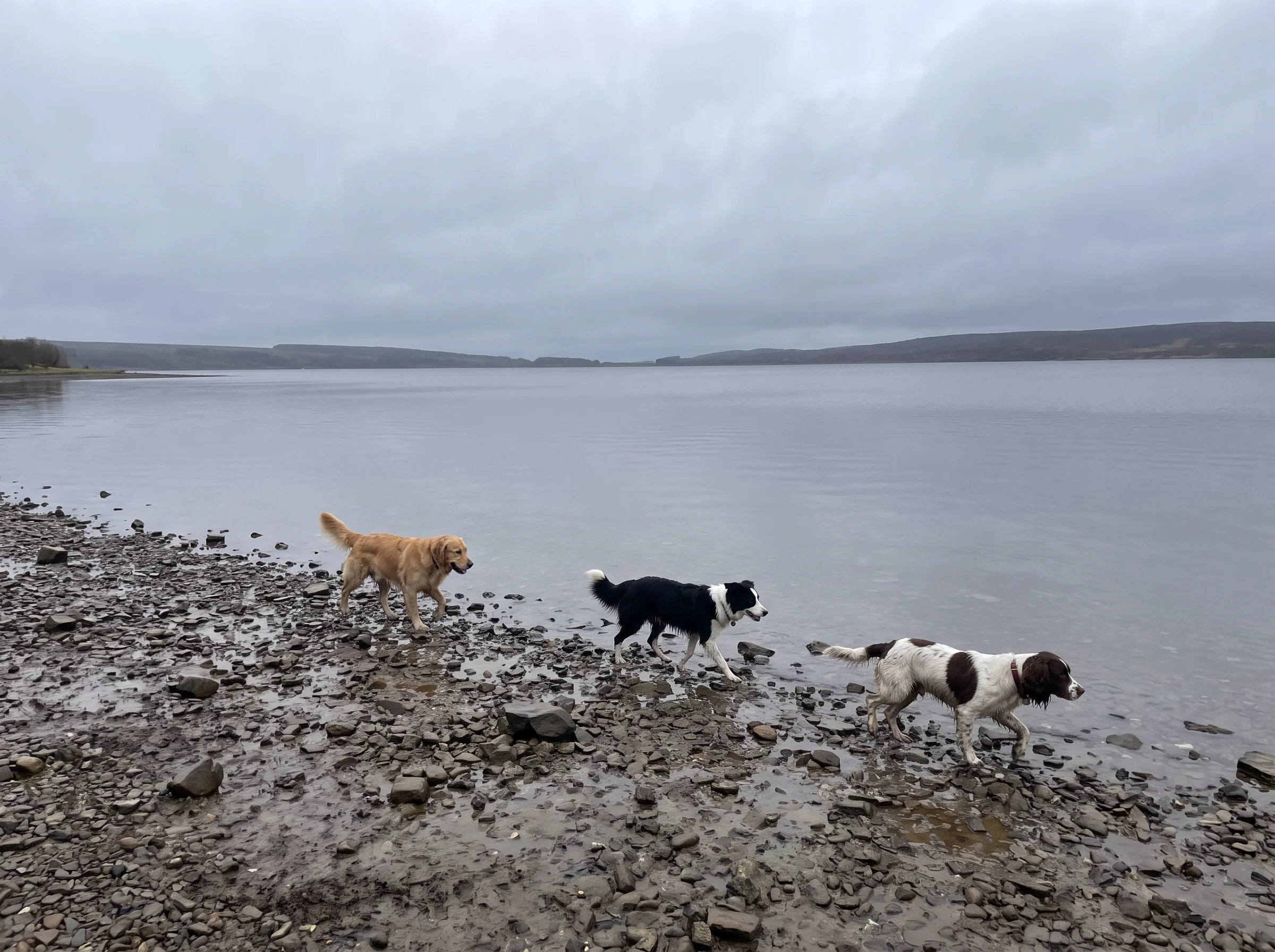 Three dogs walking along a stony lake edge under a flat grey lake and sky with a wooded point beyond