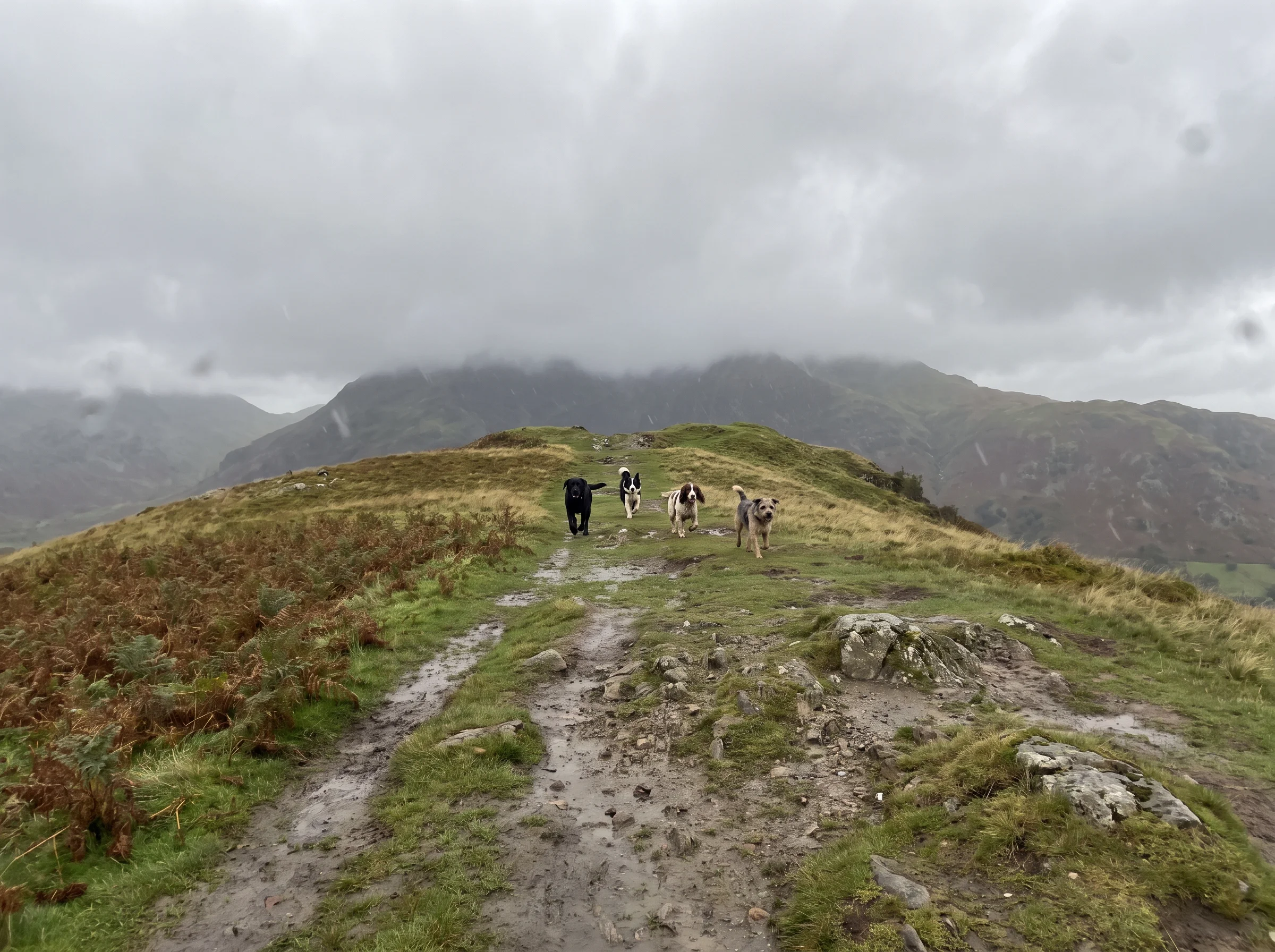 A grassy ridge path under an overcast sky with four dogs running towards the camera.