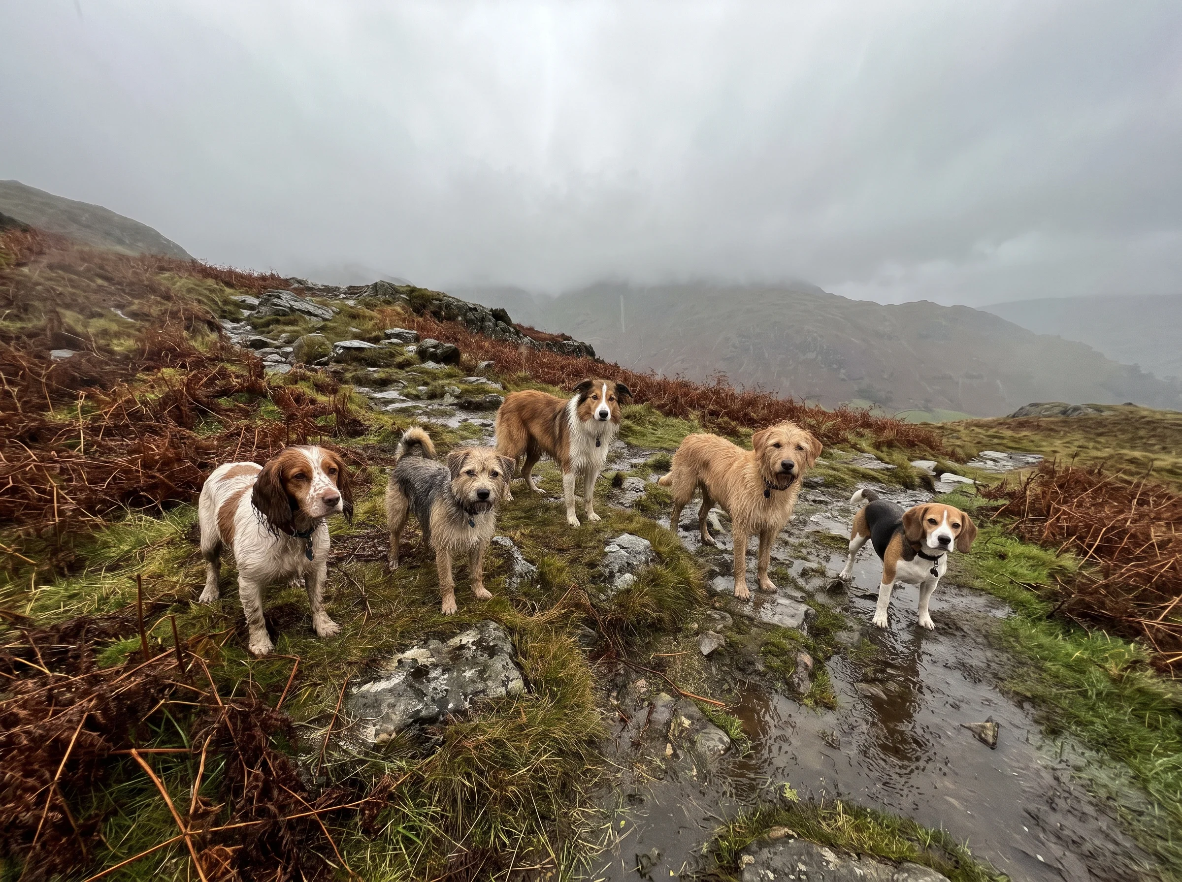 Five dogs scattered across a wet open fellside of grass and bracken under low heavy cloud