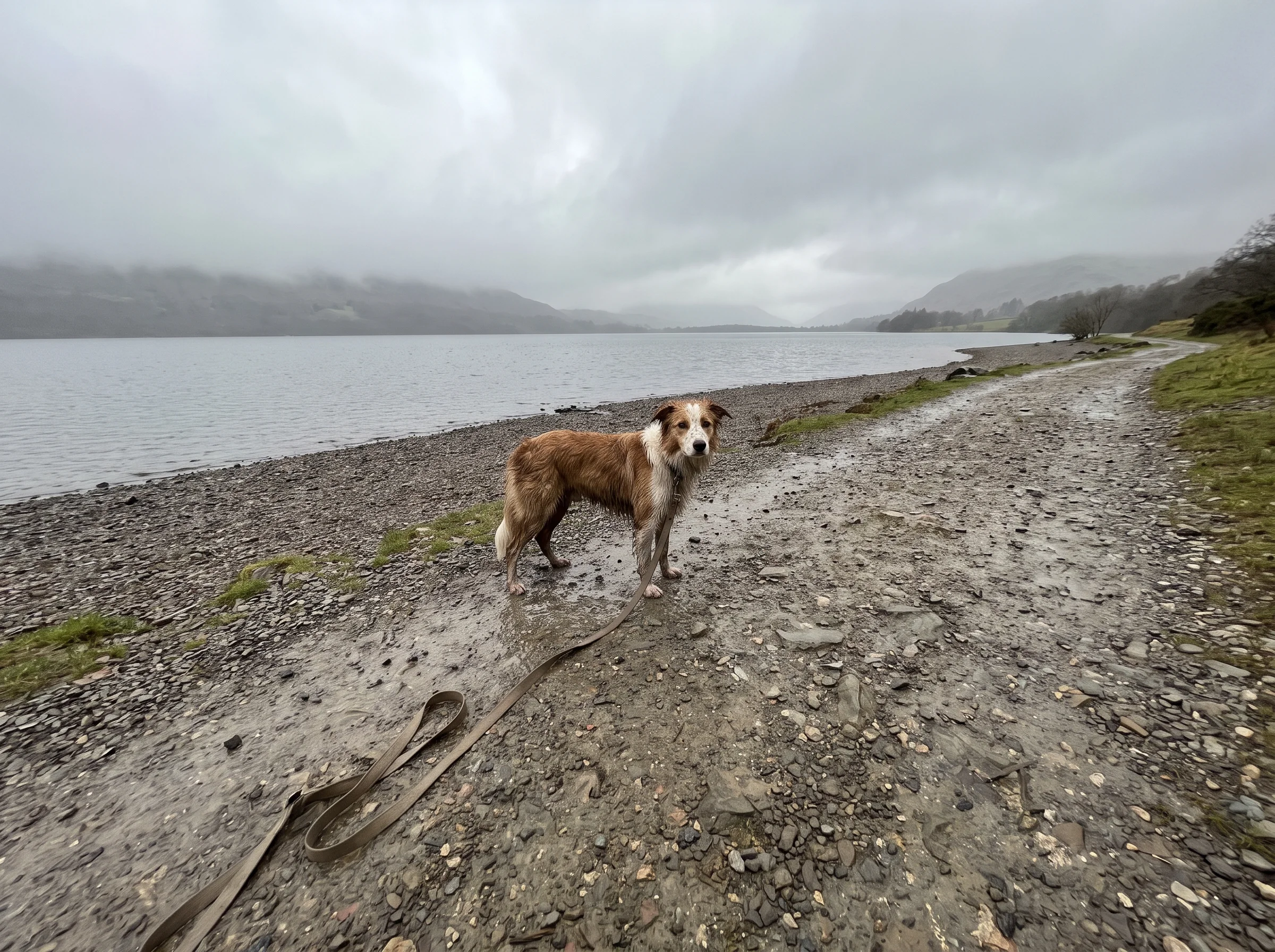 A wet brown and white border collie standing on a stony lakeshore path, looking back at the camera, with a loose lead on the ground and misty water and hills in the background under an overcast sky.