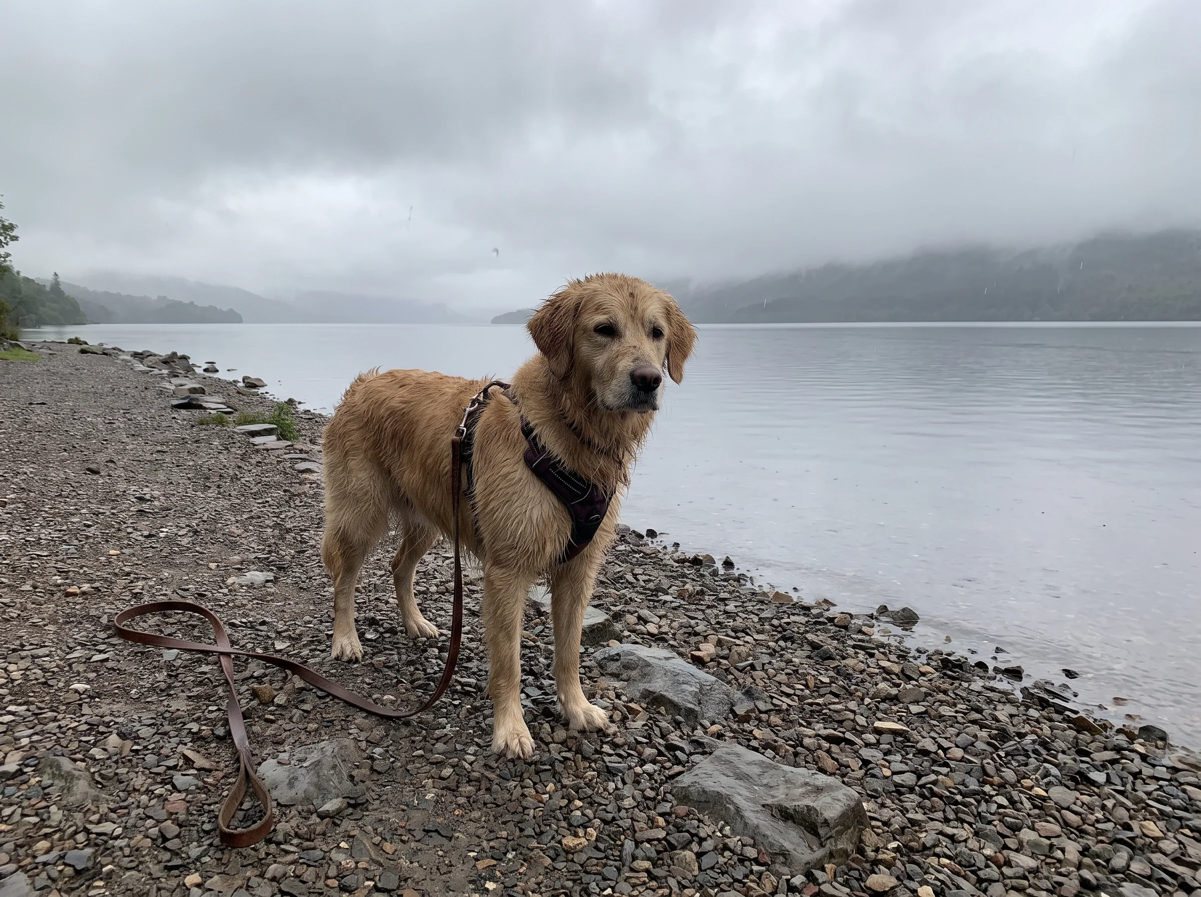 One dog alone on a quiet stony lakeshore path with a slack lead, flat silver water beside it and nobody else about
