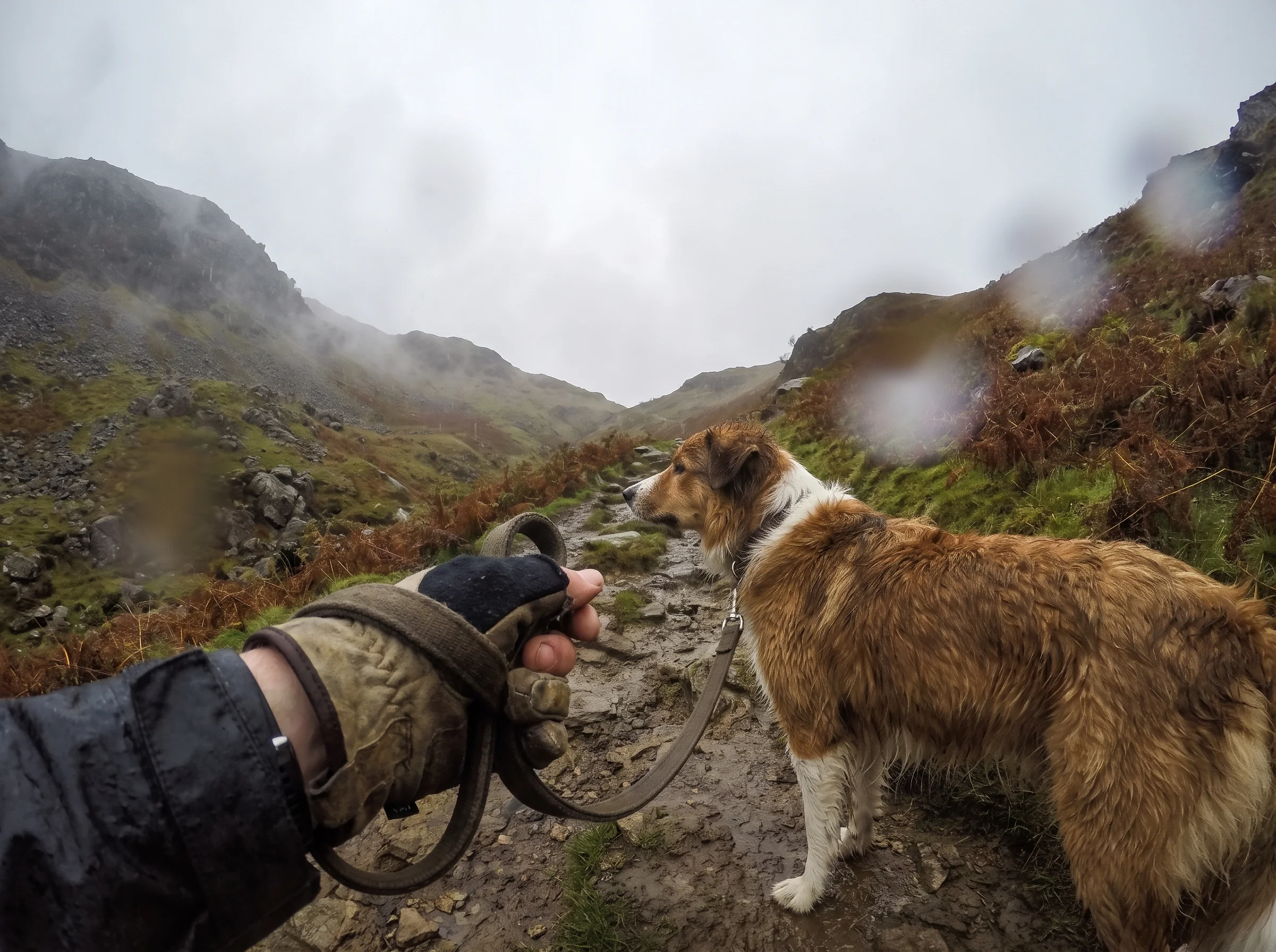 A lead looped round a wrist with a muddy dog close to the walker's leg on a steep stony path